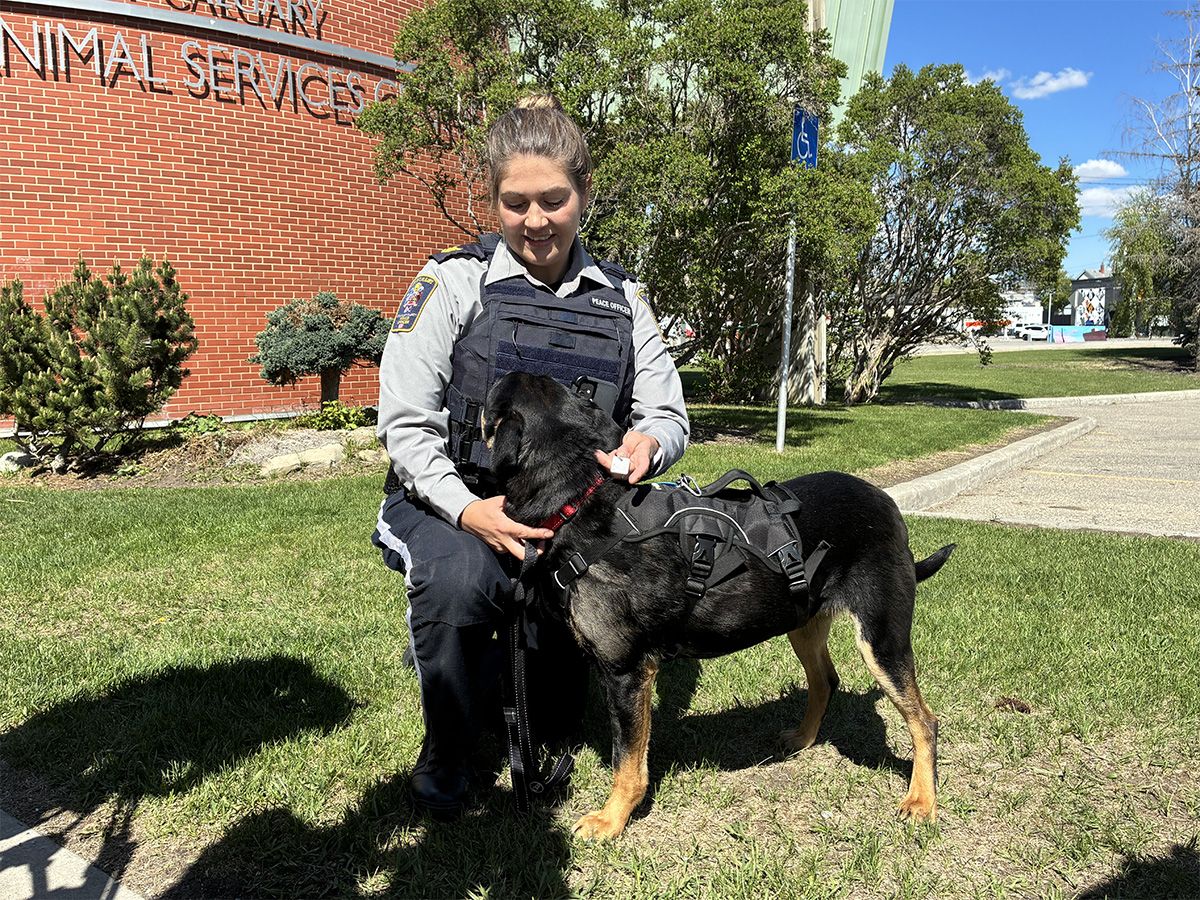Peace officers increasing pet licensing enforcement this spring