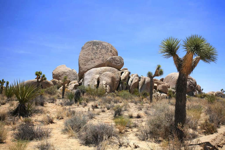 Our complete guide to Joshua Tree National Park (2026)