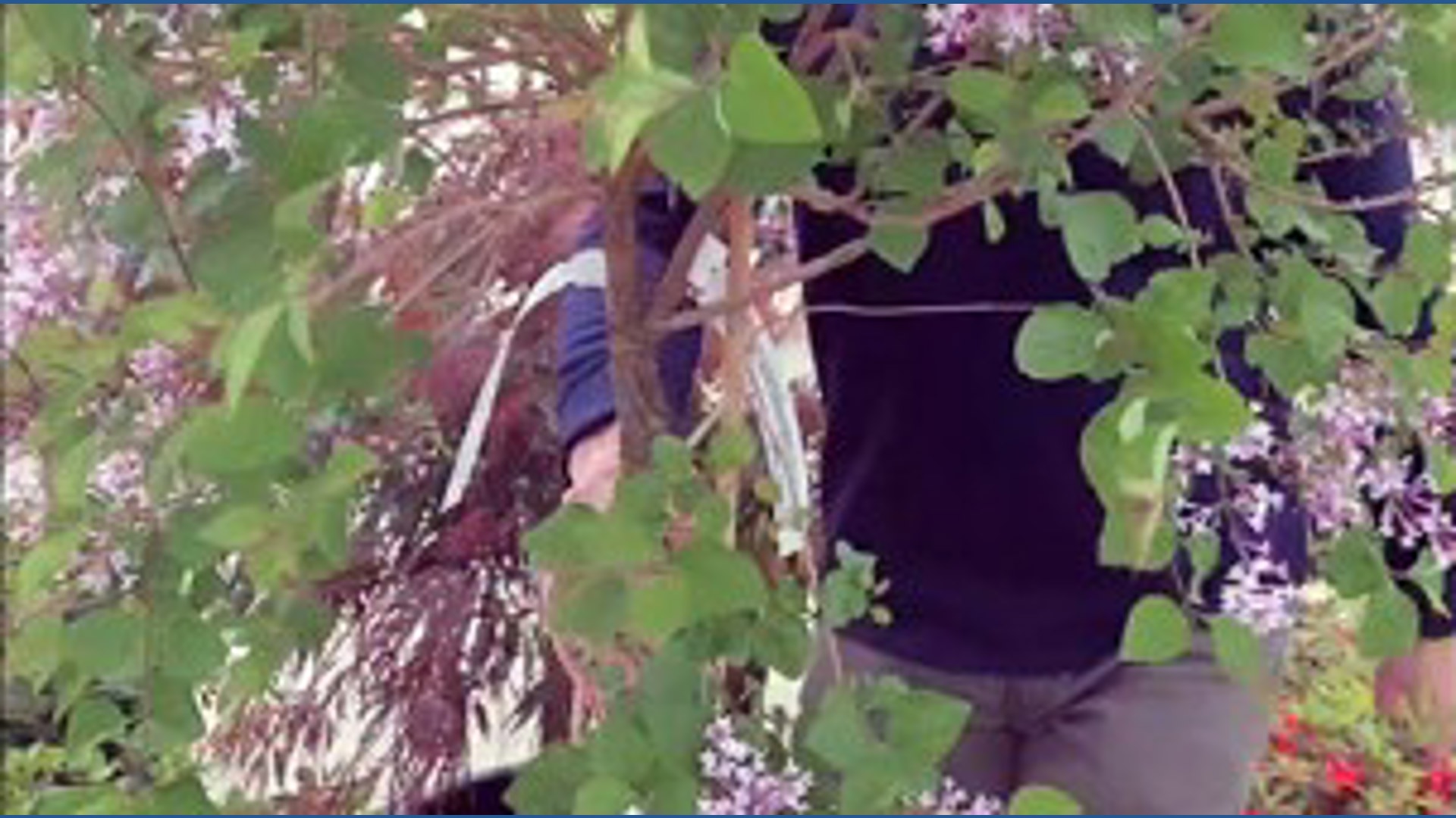 Get growing with Mark & Angelo: Great trees for that formal landscape