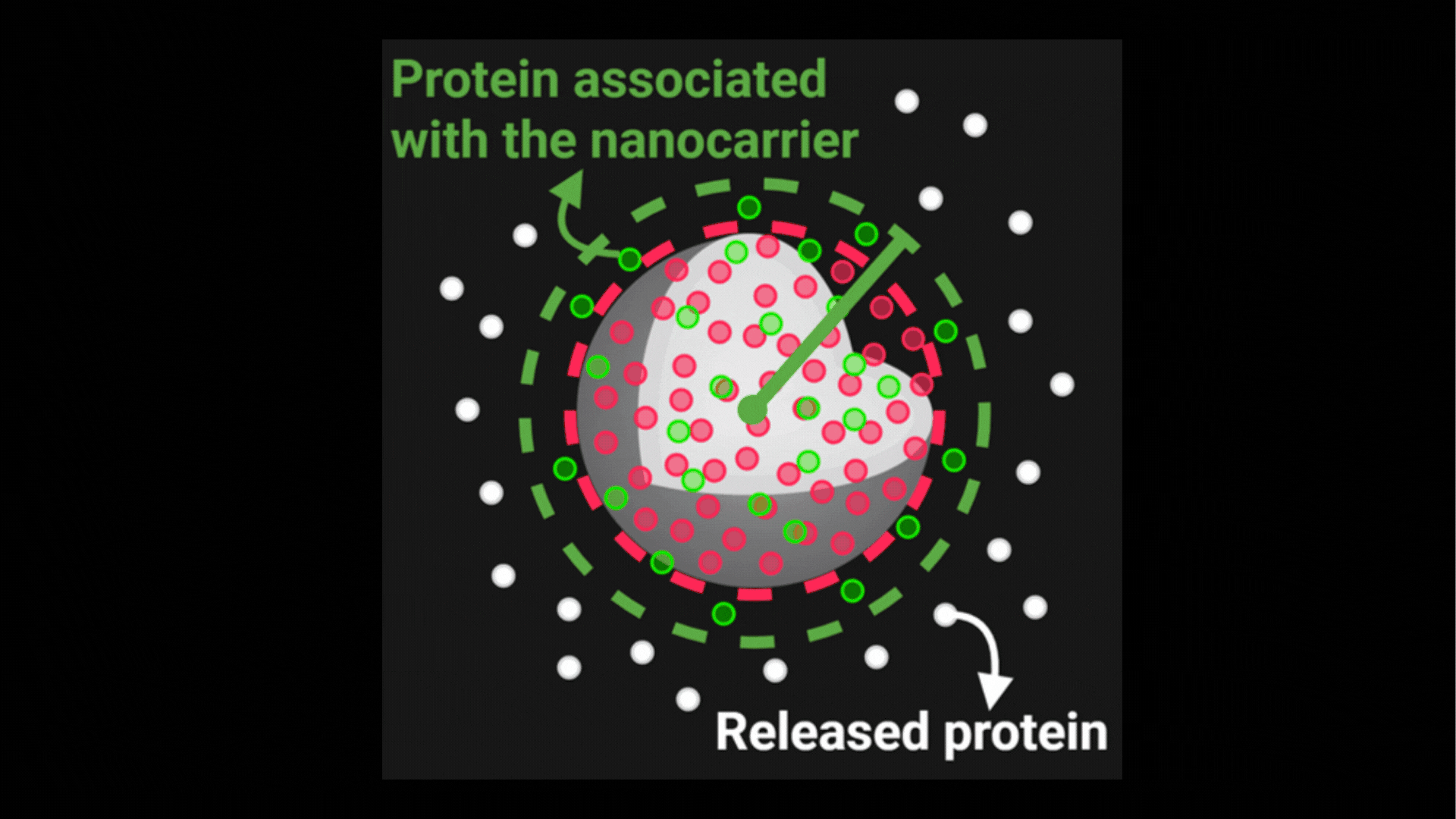 Particle-by-particle tracking reveals uneven nanoparticle drug release