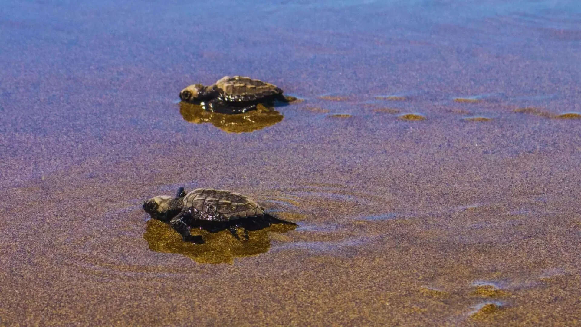 South Goa logs over 6k olive ridley eggs, half of last season