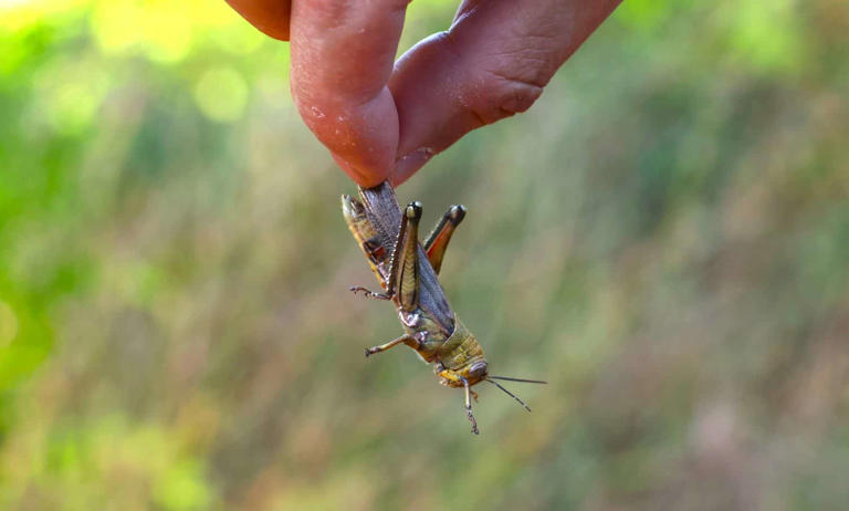 The bugs you casually kill may actually feel long-term pain