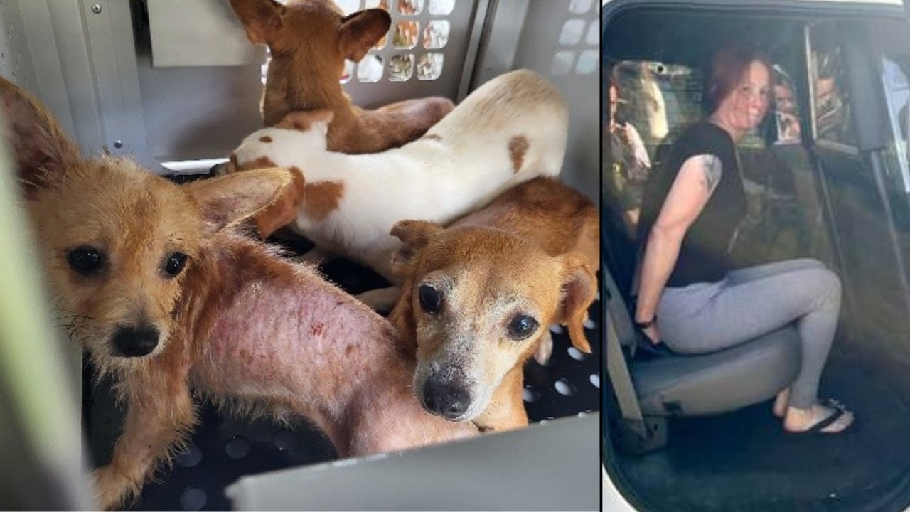 Palm Coast woman arrested for animal cruelty after 51 dogs removed from ...