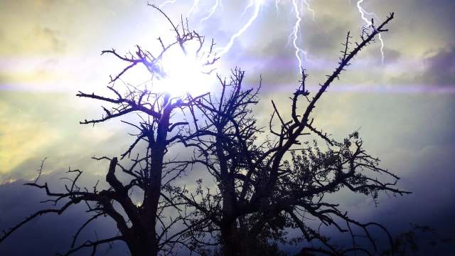 Lightning strike leaves giant tree burning from the inside as smoke ...
