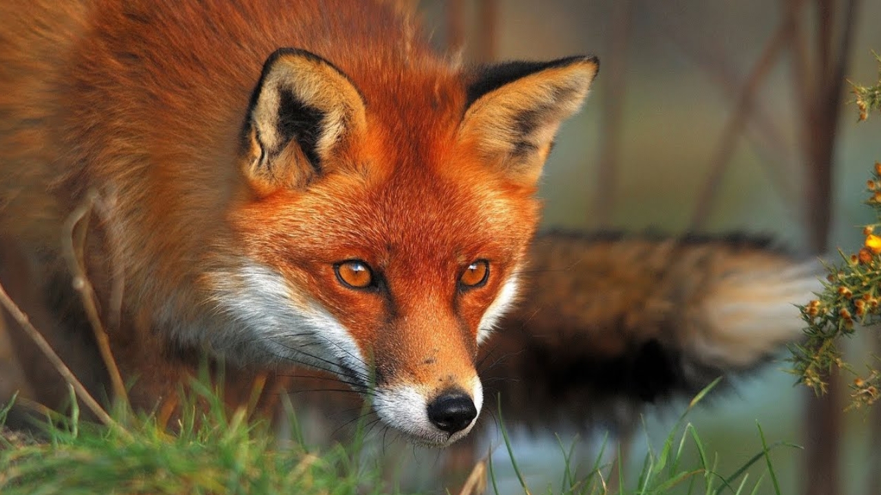 Best calibers for taking out foxes, bobcats, and other small predators