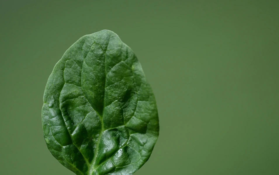 Spinach-based eye drops show promise in fighting dry eye