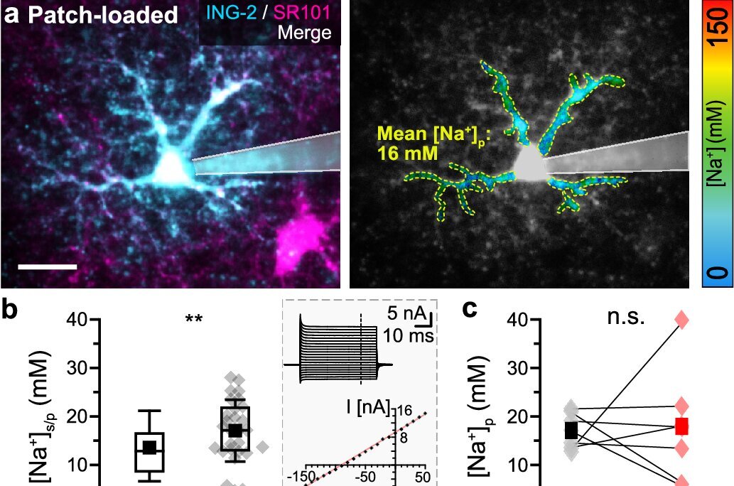 Cell-by-cell sodium mapping reveals astrocytes are far less uniform ...