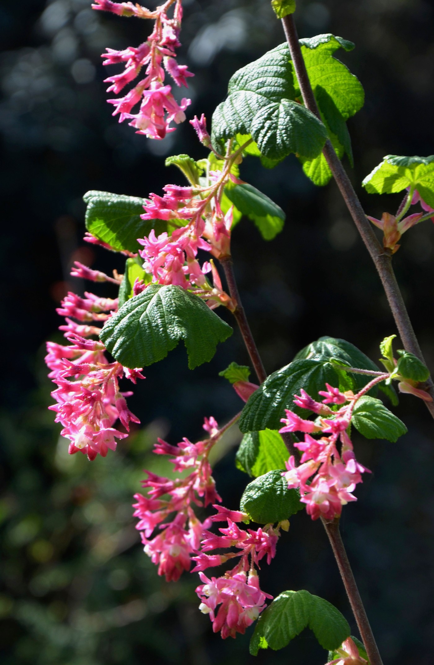Tom Karwin, on gardening | Gardening for pollinators