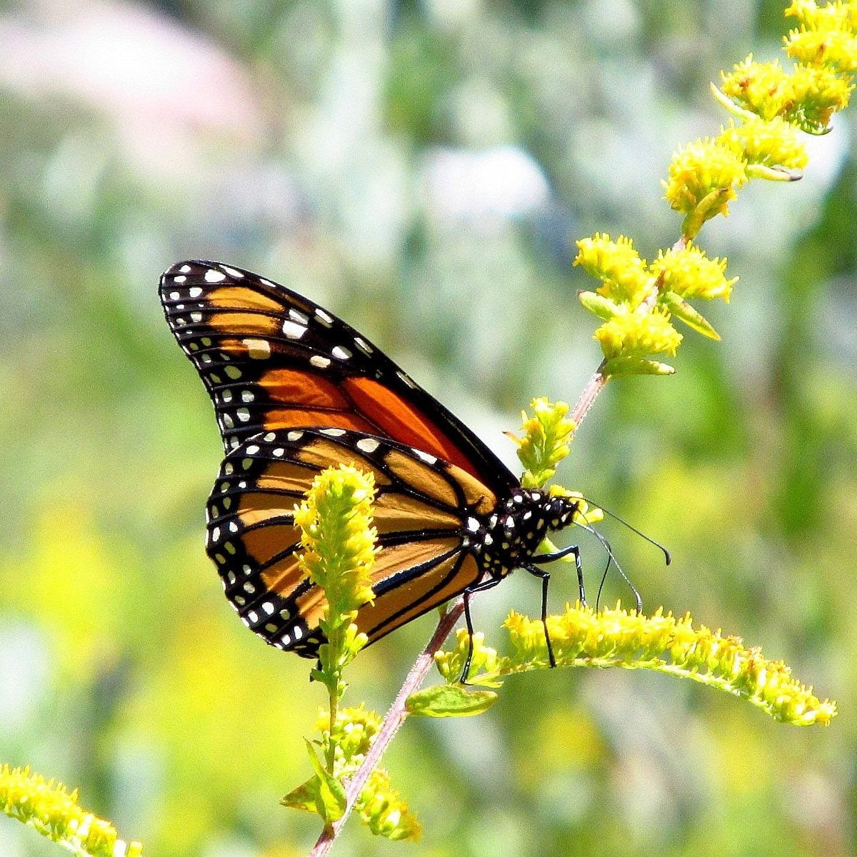 Monarch butterfly predators and parasites to watch for
