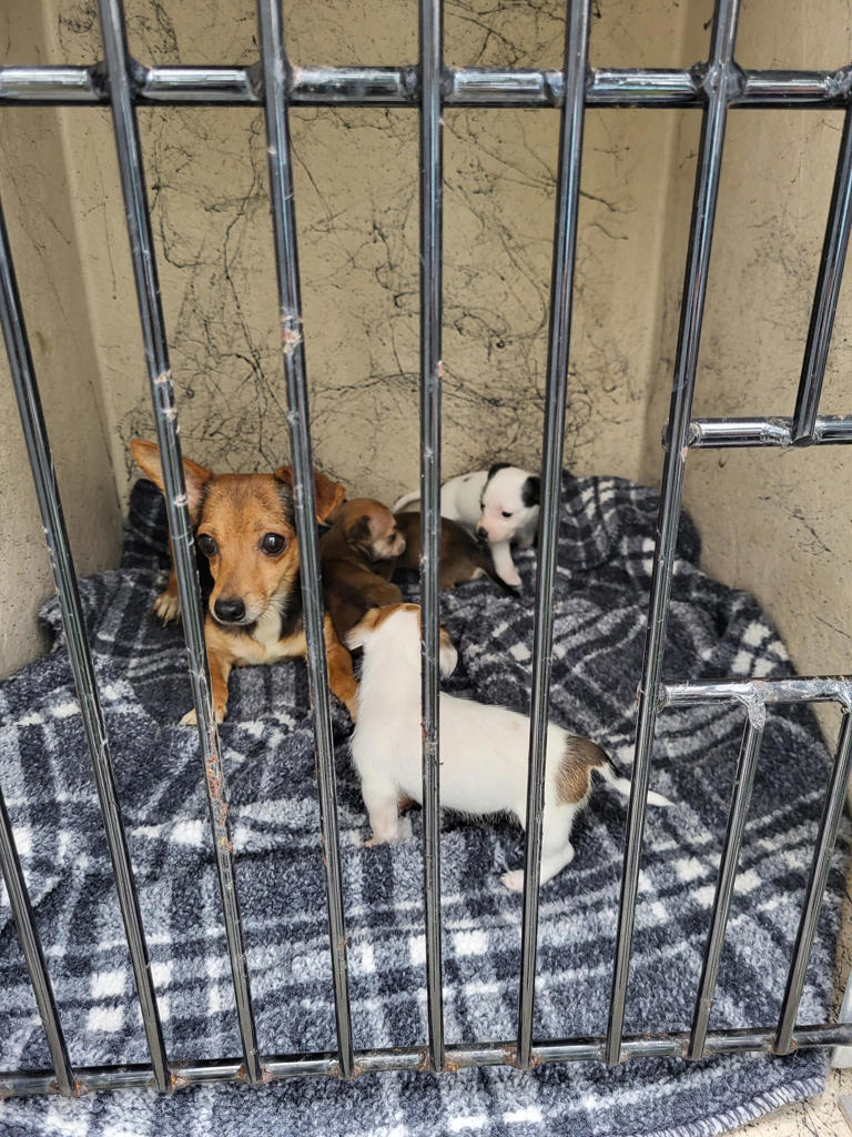 51 dogs seized in Flagler following abandoned chihuahuas in St. Johns