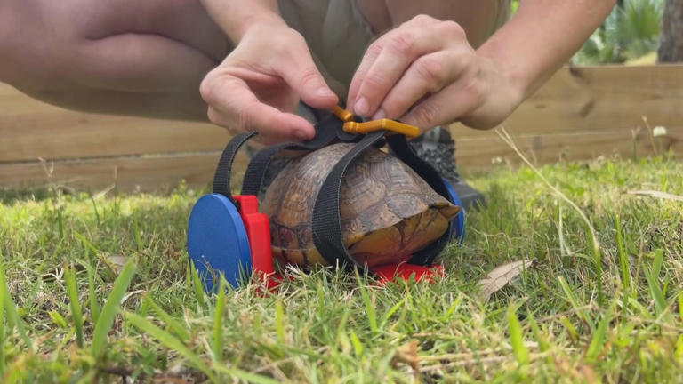Box turtle at Mississippi Aquarium gets custom 3D-printed wheelchair