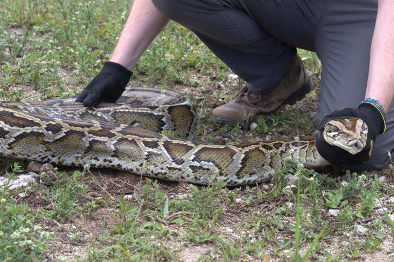 An unexpected predator is raiding Burmese python nests in the Everglades