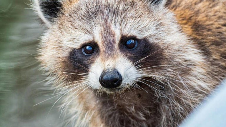 Woman wakes up at 1 AM to a raccoon ringing her doorbell—and the ...