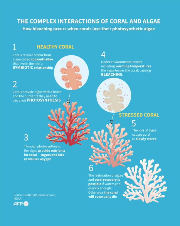 'Dread': coral scientists fear bleaching El Nino could bring