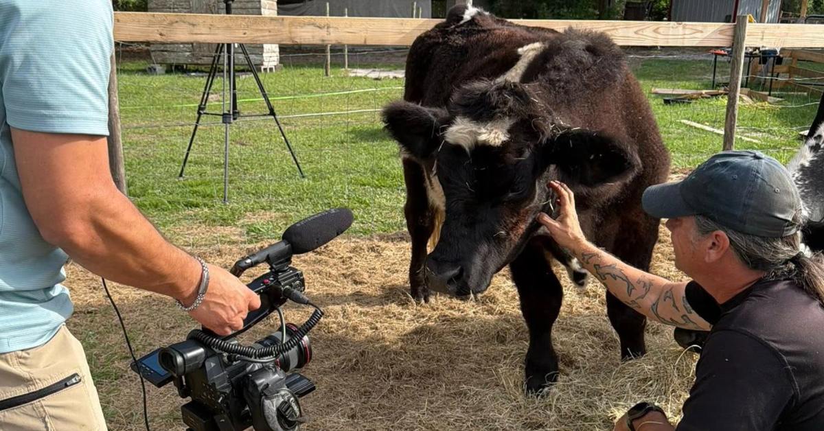 Florida locals had just one week to save a local cow from slaughter ...