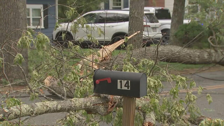 'He saved us': Off-duty firefighter injured by falling tree while ...
