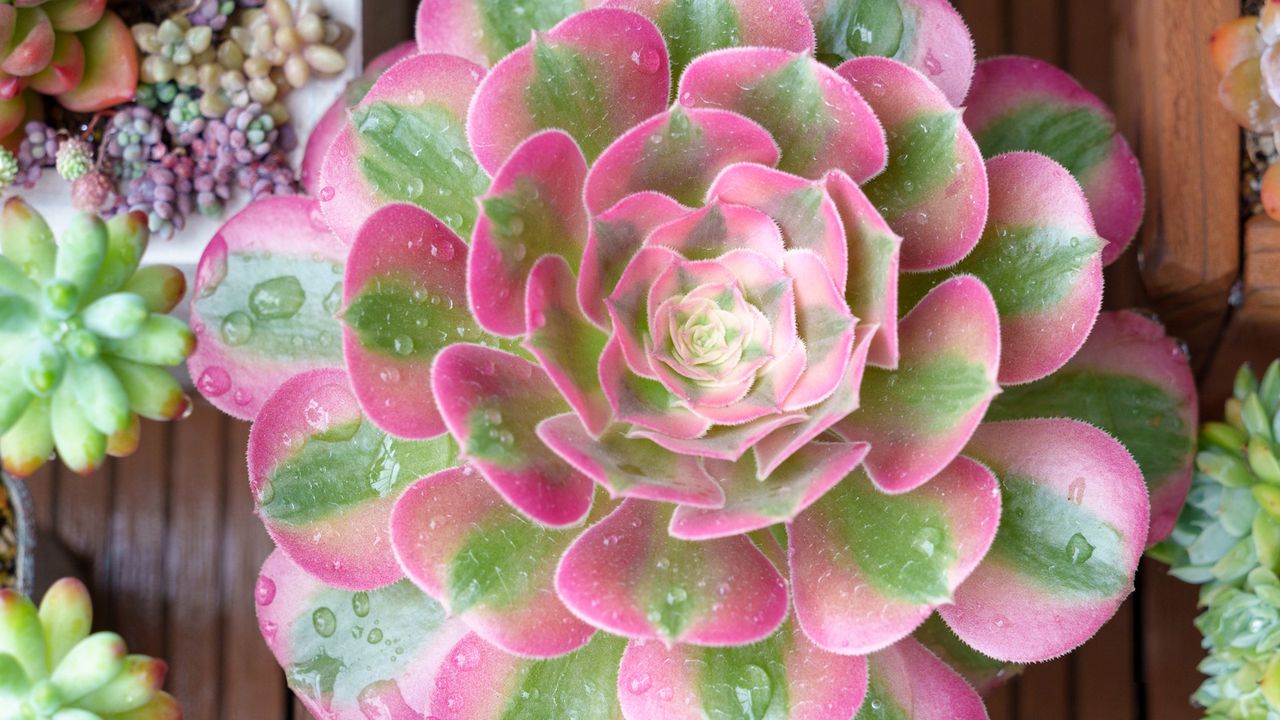 This sought-after RHS Chelsea houseplant thrives on neglect: It's ...