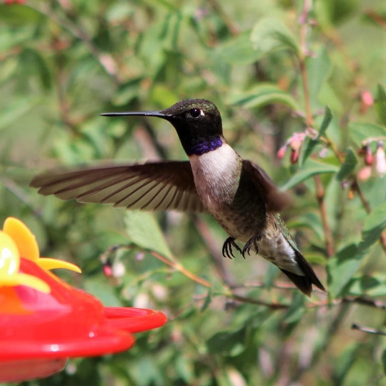 How (and what) to feed hummingbirds