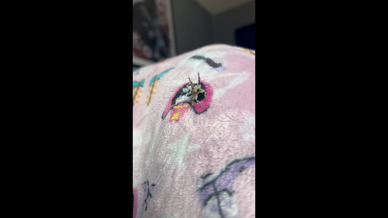 Spider shows calm interaction with owner in England, UK