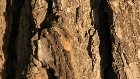 Ancient 'polystrate fossils' found through rock layers spark debate ...