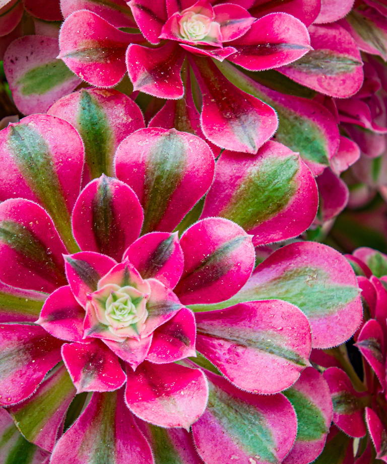 This sought-after RHS Chelsea houseplant thrives on neglect: It's ...