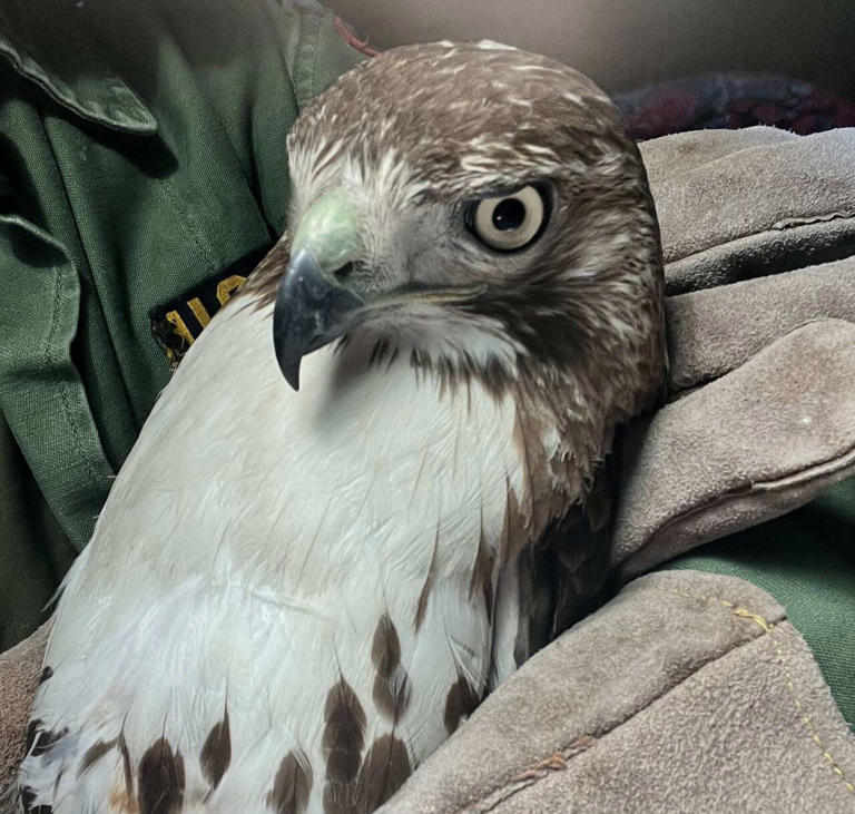 Second Connecticut hawk shooting leaves Milford bird fighting to survive