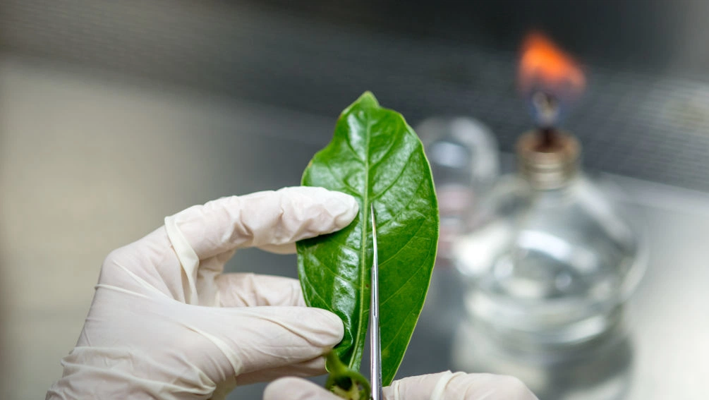 Spinach-based eye drops show promise in fighting dry eye