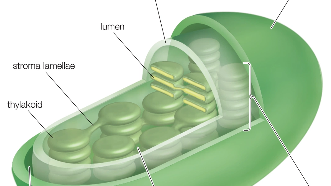 Spinach-based eye drops show promise in fighting dry eye