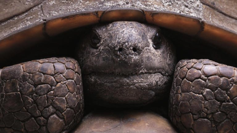 Discover the biodiverse but threatened 