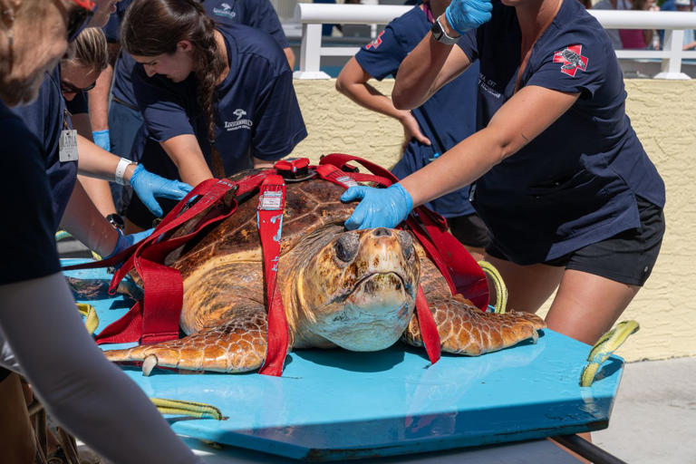 This Florida sea turtle rescue center offers a rare up-close look at ...