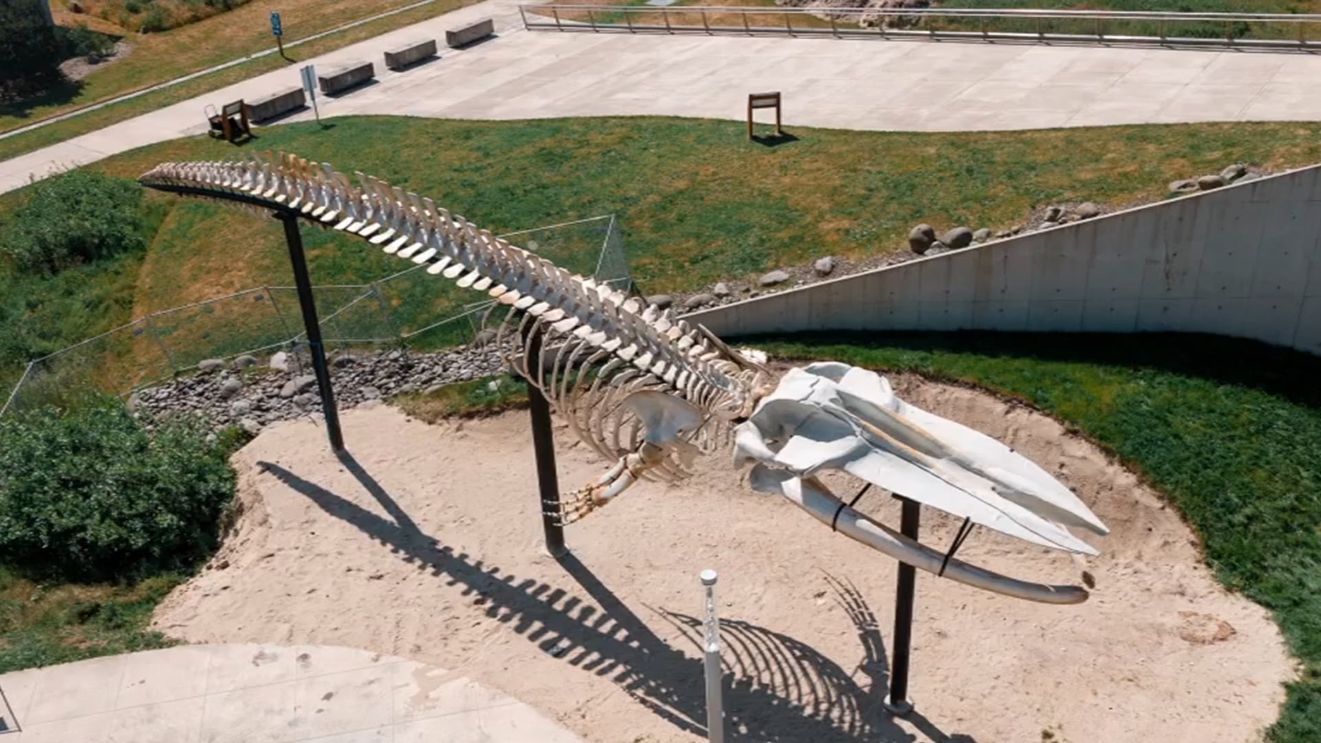 Blue whale skeleton display opens at Hatfield Marine Science Center in ...