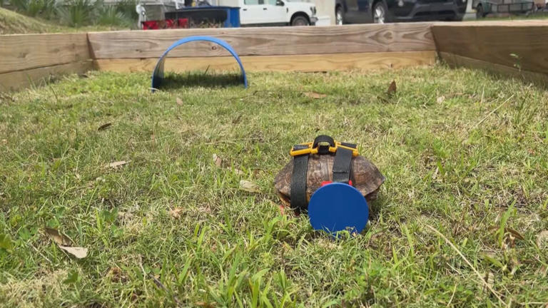 Box turtle at Mississippi Aquarium gets custom 3D-printed wheelchair