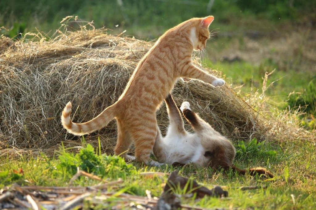 who-really-wins-when-cats-play-fight