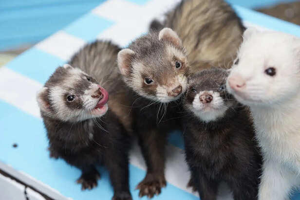 10 animals humans stopped domesticating forever