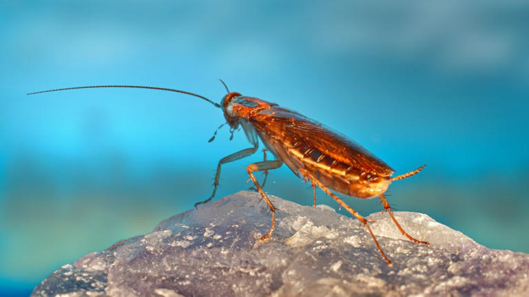 Cockroach Janata Party is a sequel. Cockroaches first left India 2,000 ...