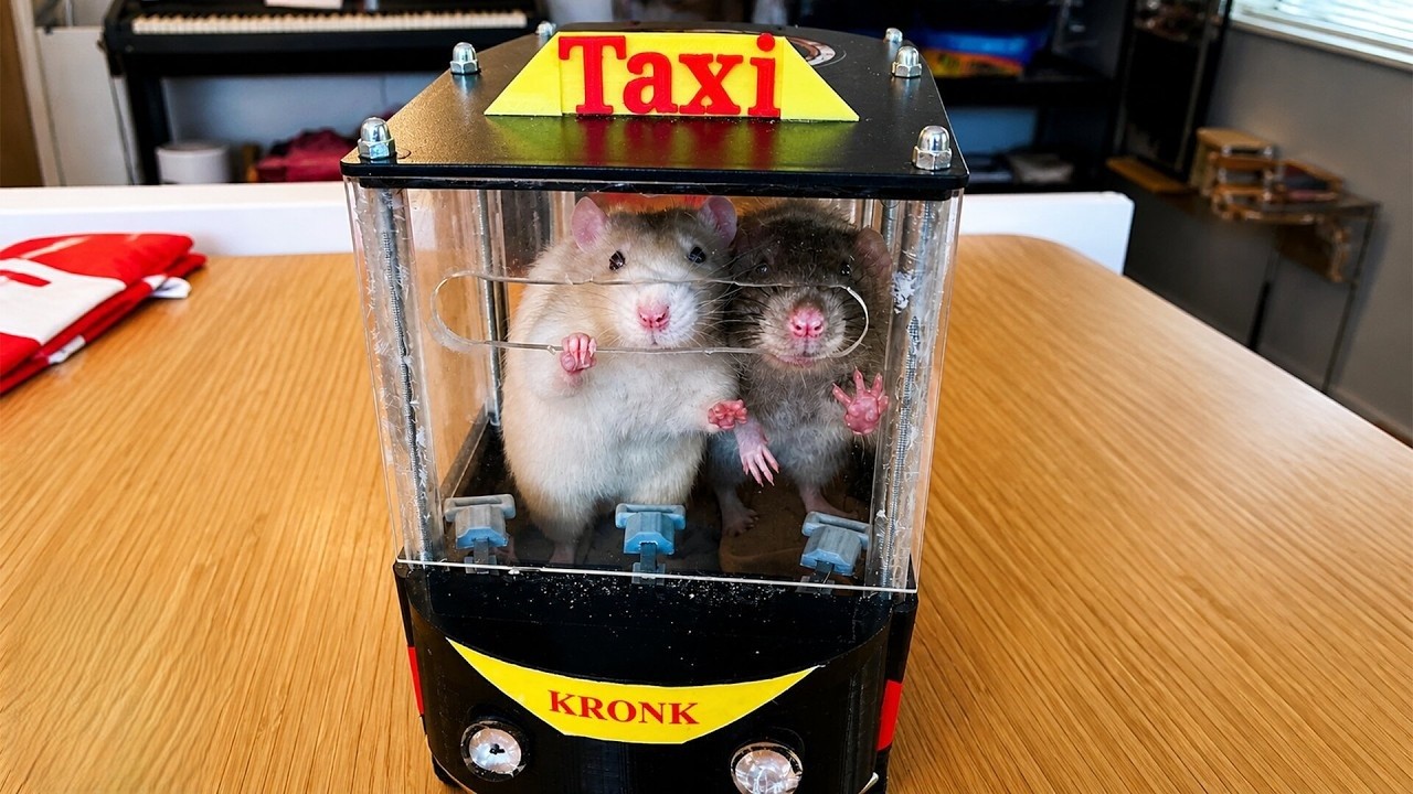 Shelter rats climbed into their humans’ arms - and ended up changing ...