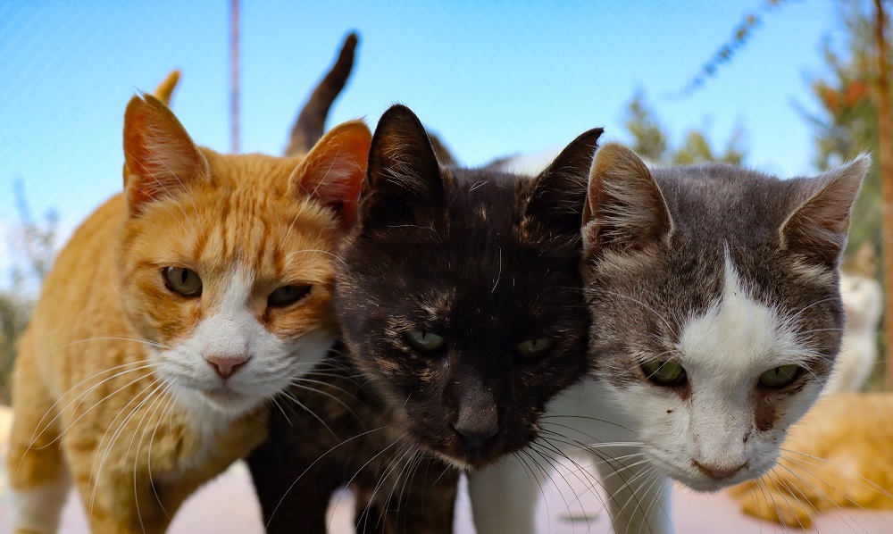 Penang to tackle rising stray cat numbers with proposed trap-neuter ...
