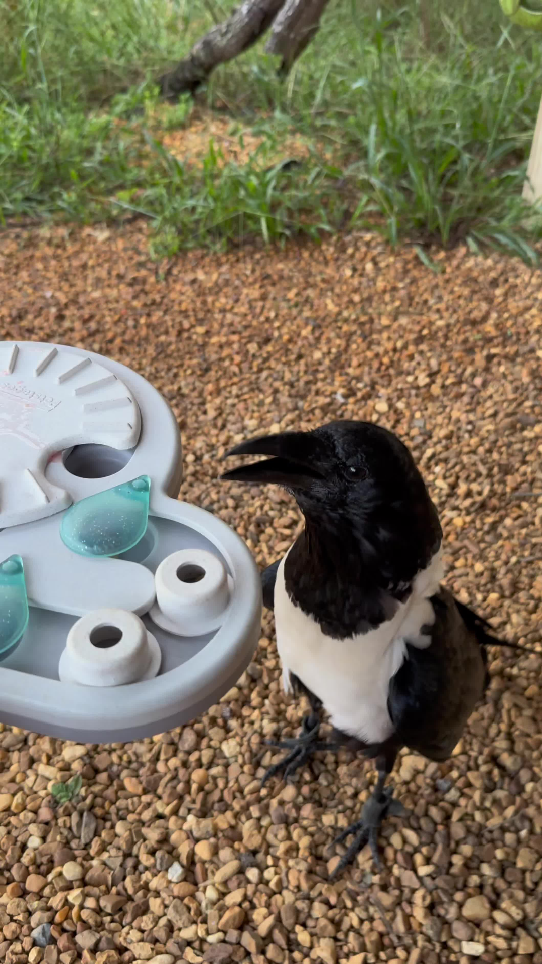 Watch how clever crows solve problems and outsmart everyone