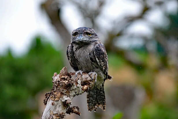 5 birds so invisible humans rarely spot them