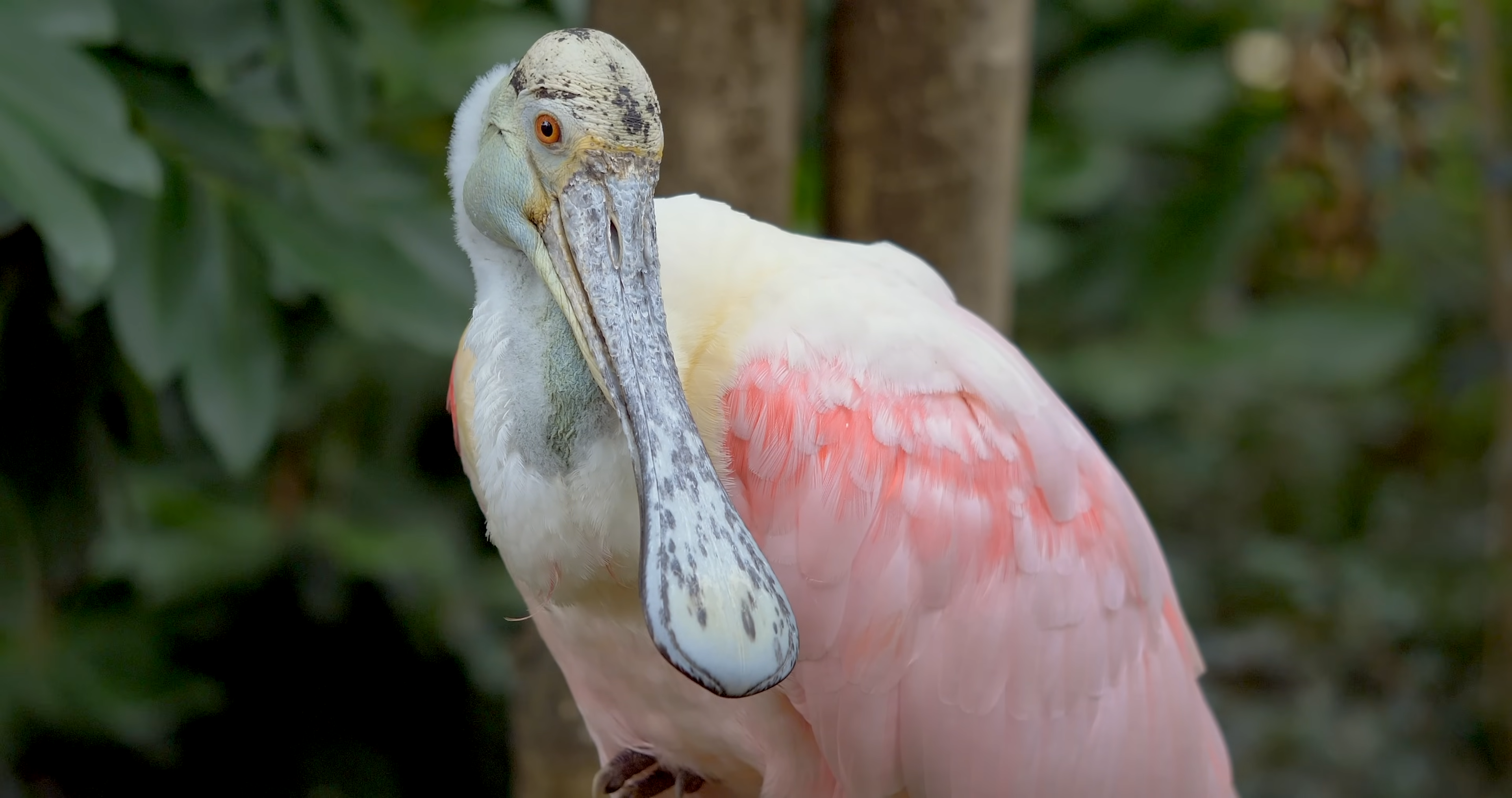 Watch what happens when spoonbills hunt through murky water