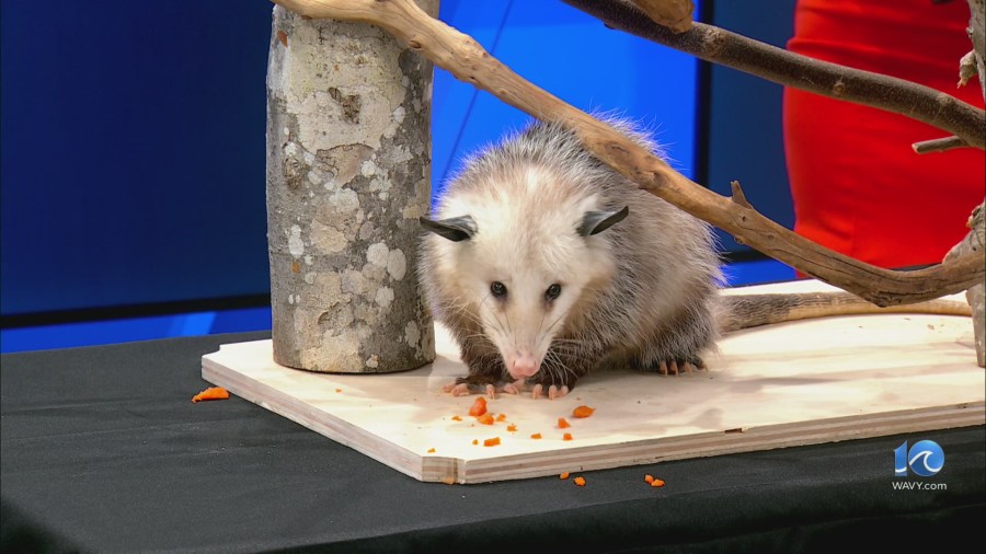 Willow the opossum joins Virginia Aquarium’s animal ambassador program