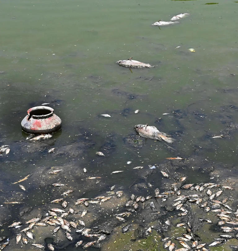Something fishy at Delhi's Sanjay Jheel