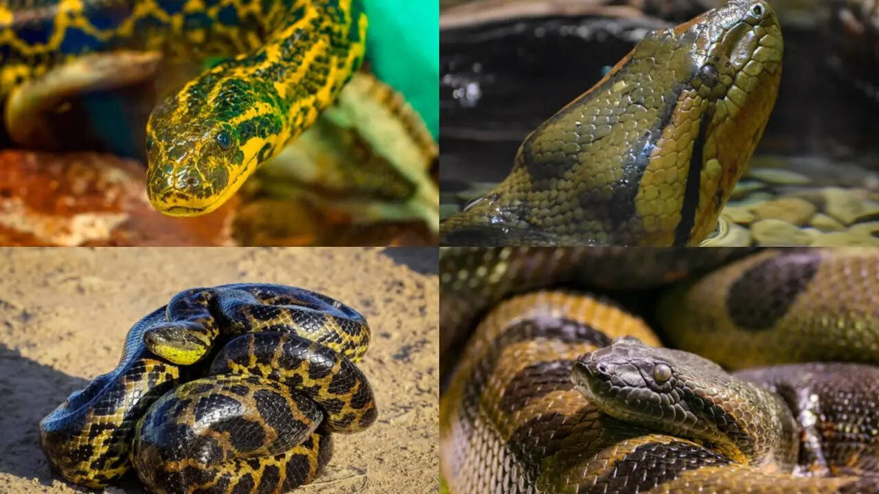Terrifying facts about green anacondas that makes them one of the most ... - Anacondas As Business