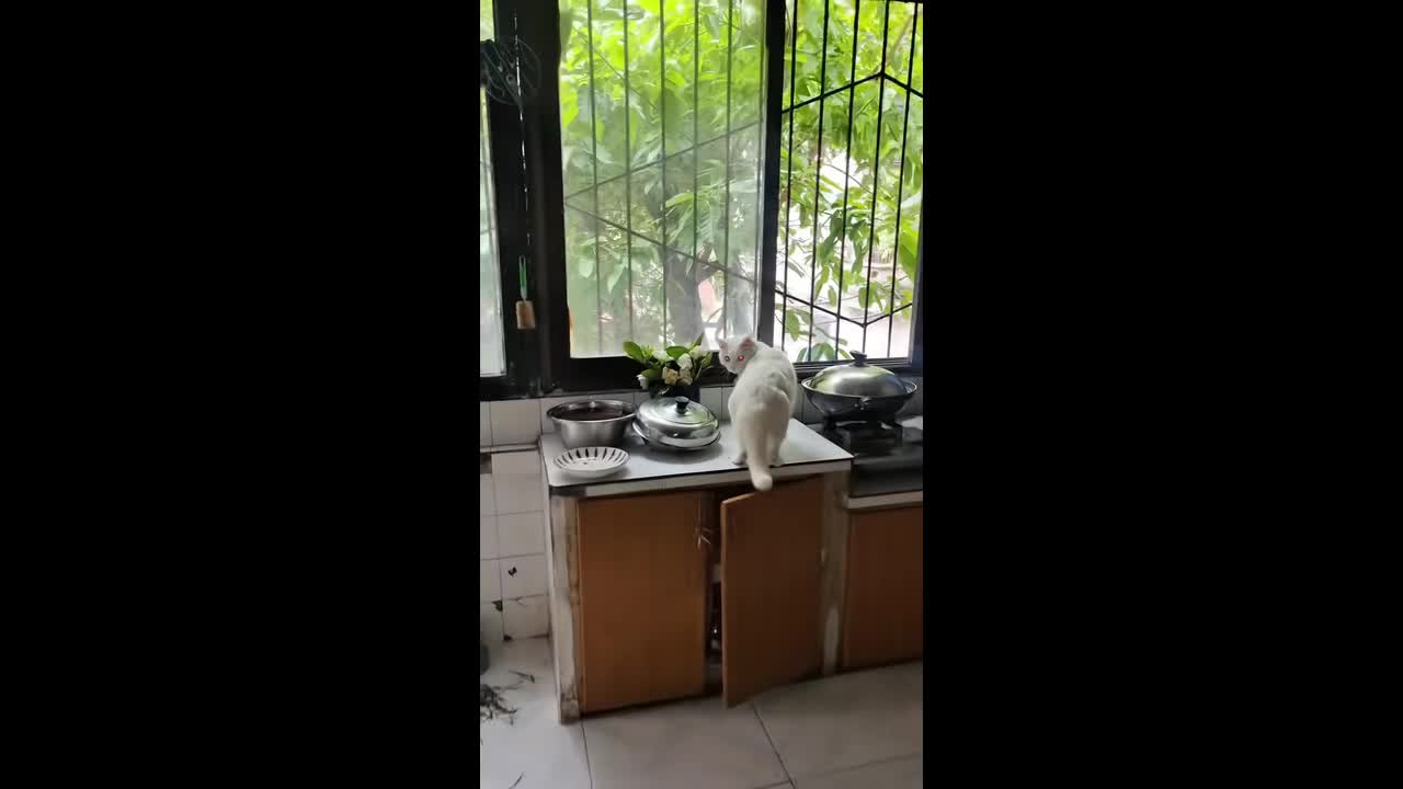 Cat navigates window grilles in kitchen in Chongqing, China