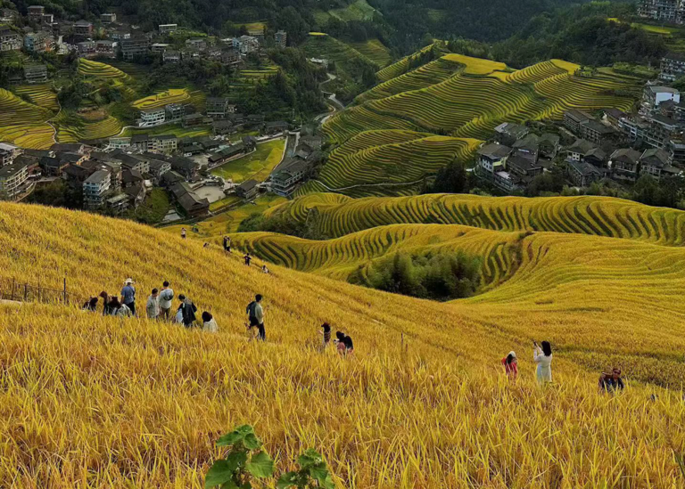 Rice feeds billions of people – but its role in fueling climate change ...