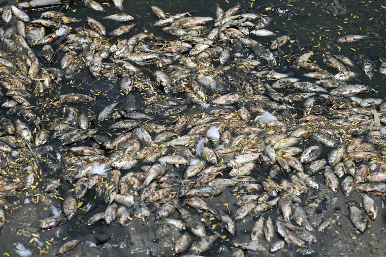 Something fishy at Delhi's Sanjay Jheel