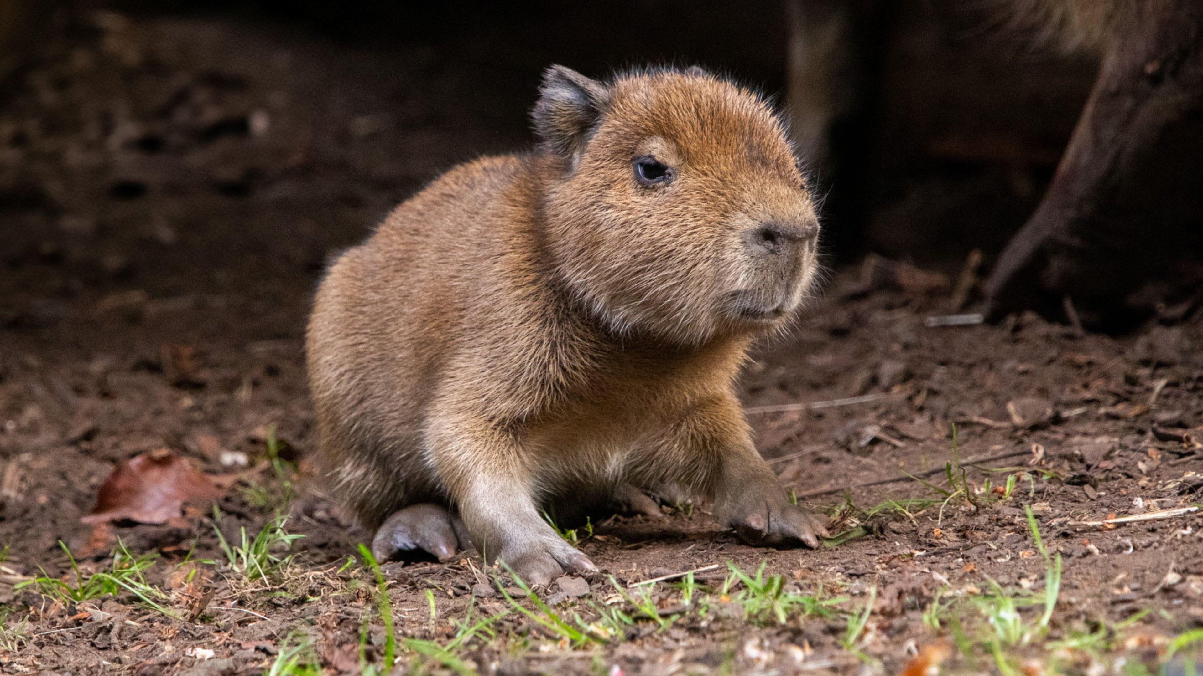 Das erste Capybara-Baby seit fast 20 Jahren in Schottland geboren