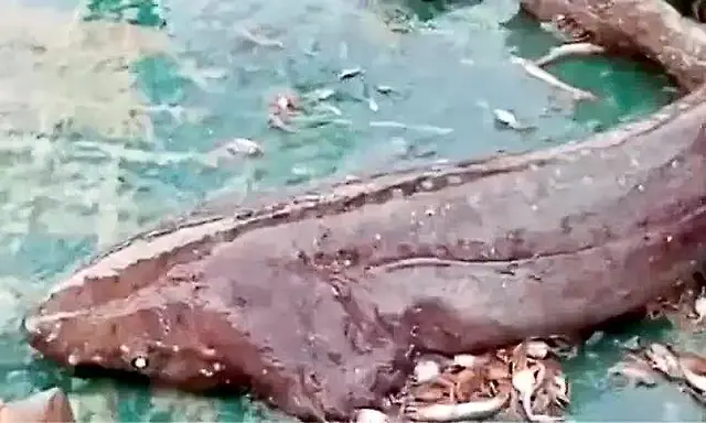 Rare catshark caught in fishing net off Mangaluru coast released back ...