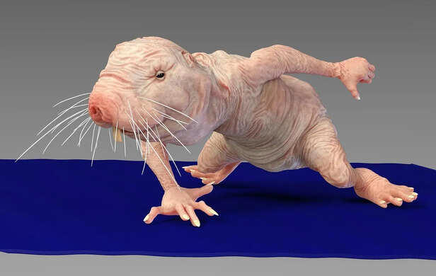 Top 5 ugliest animals that look almost unreal