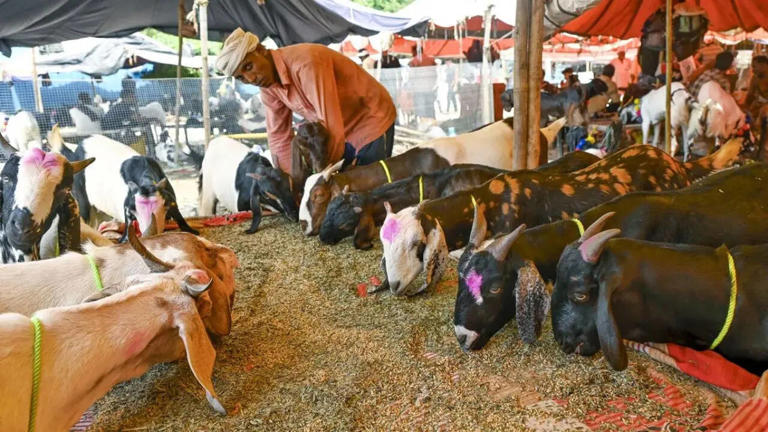 Delhi govt issues strict guidelines ahead of Bakrid 2026: 'No slaughter ...